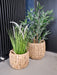 Straw Basket, Planters, Set Of 2