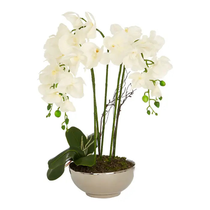 Fiori White Orchid Plant in Round Pot