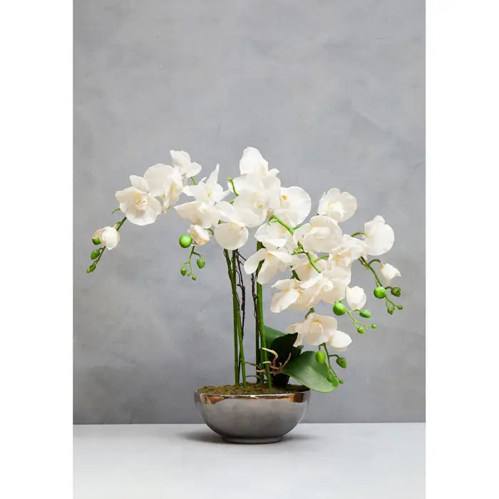 Fiori White Orchid Plant in Round Pot