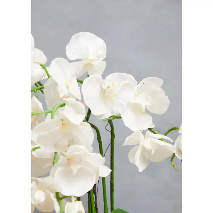 Fiori White Orchid Plant in Round Pot