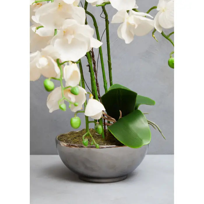 Fiori White Orchid Plant in Round Pot