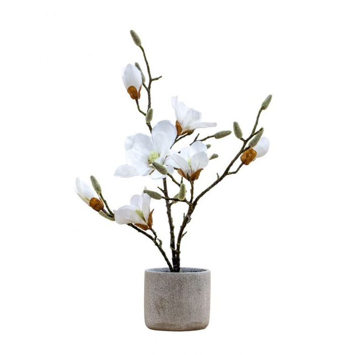 Artificial Potted Magnolia Plant ( Due Back In 18/12/24 )