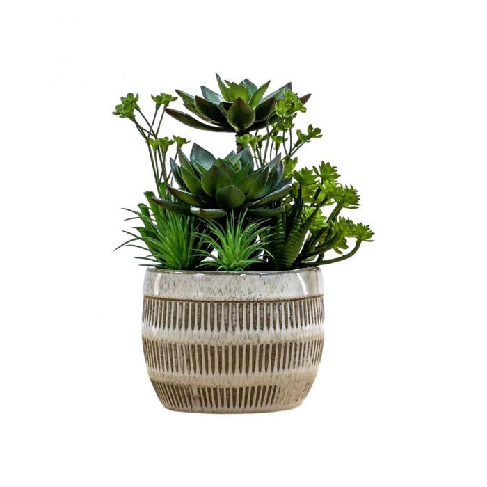 Artificial Potted Succulents in Ceramic Pot ( Due Back In 22/02/25 )