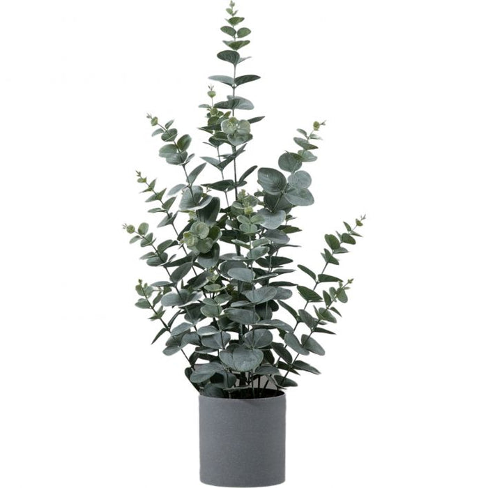 Potted deals eucalyptus plant