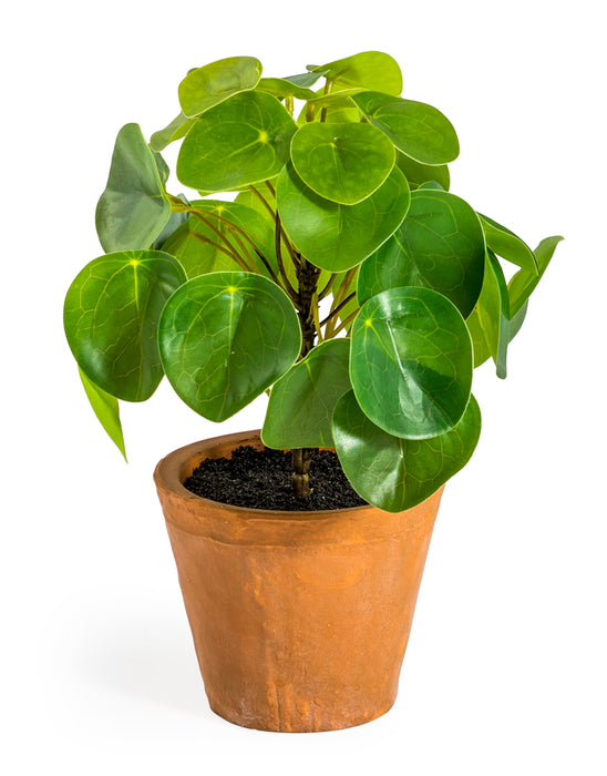 Artificial Pilea / Money Plant In A Terracotta Pot - 25 x 25 cm