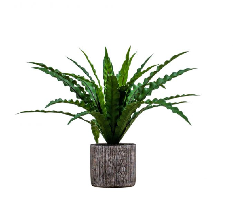 Artificial Potted Asplenium Fern, Due Back In 04/11/24