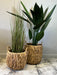 Straw Basket, Planters, Set Of 2