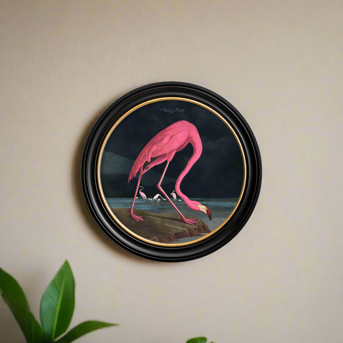 Wildlife Photography Wall Art, American Pink Flamingo, Round Black Frame - 96 cm