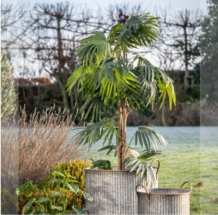 Artificial Chinese Fan Palm, Pot