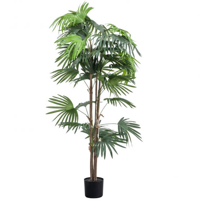 Artificial Chinese Fan Palm, Pot