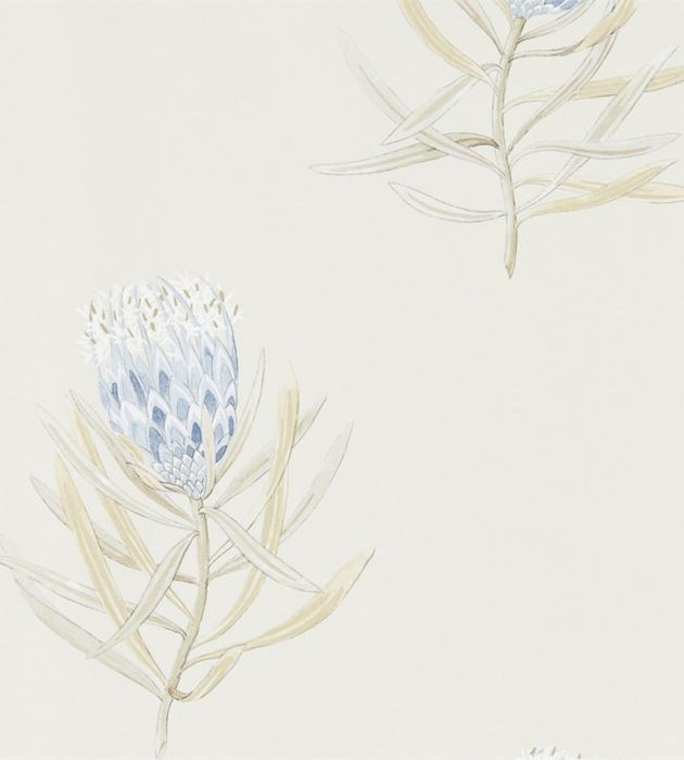 Protea Flower Wallpaper by Sanderson