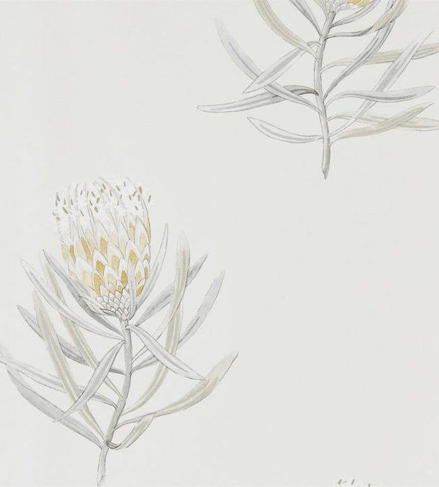 Protea Flower Wallpaper by Sanderson