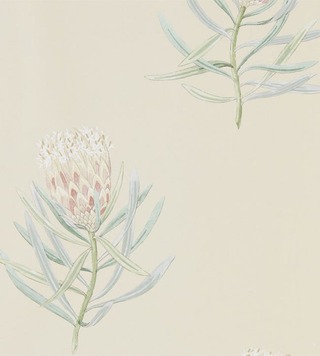 Protea Flower Wallpaper by Sanderson