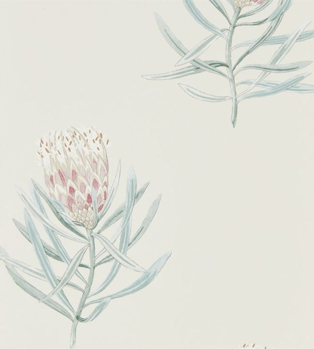 Protea Flower Wallpaper by Sanderson