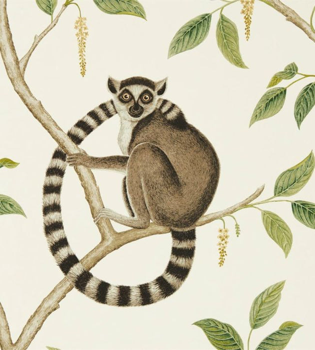 Ringtailed Lemur Wallpaper by Sanderson