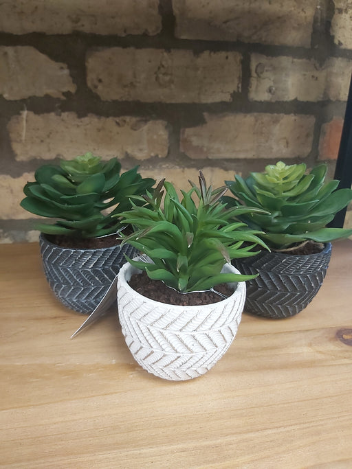 Succulent in Charcoal Grey Pot, Natural Green - Decor Interiors -  House & Home