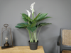 Artificial White Lily's Plant - Decor Interiors -  House & Home