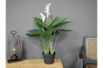 Artificial White Lily's Plant - Decor Interiors -  House & Home