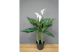 Artificial White Lily's Plant - Decor Interiors -  House & Home