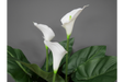 Artificial White Lily's Plant - Decor Interiors -  House & Home