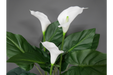 Artificial White Lily's Plant - Decor Interiors -  House & Home