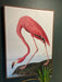 Framed Picture - American Pink Flamingo - 113 X 83 cms - Decor Interiors -  House & Home