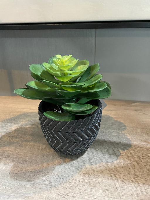 Succulent in Charcoal Grey Pot, Natural Green - Decor Interiors -  House & Home